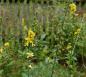Preview: Agrimonia eupatoria | Kleiner Odermenning